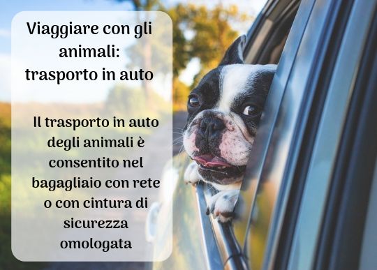 Animali Auto.jpg